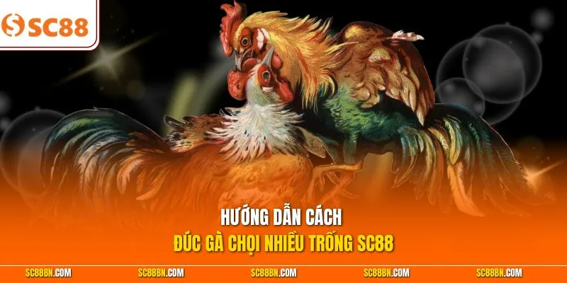 Hướng dẫn cách đúc gà chọi nhiều trống SC88