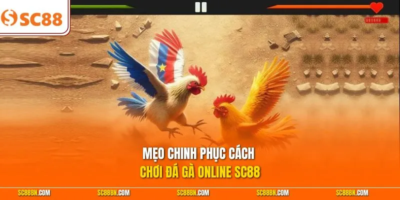 Mẹo chinh phục cách chơi đá gà online SC88